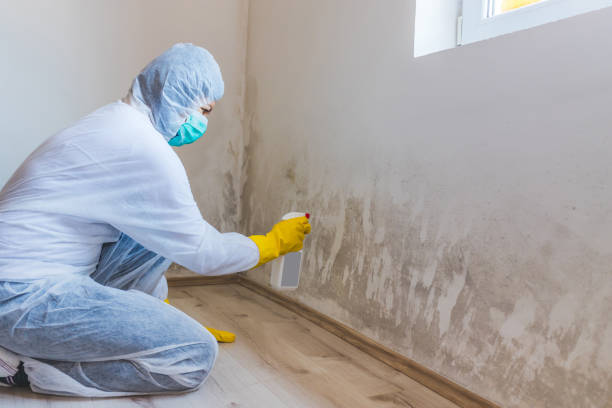 Professional Mold Removal in Passaic, NJ