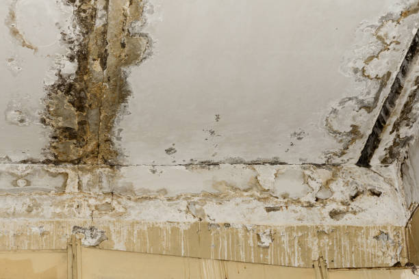 Best Black Mold Removal  in Passaic, NJ