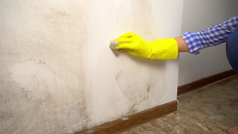 Best Mold Damage Restoration  in Passaic, NJ