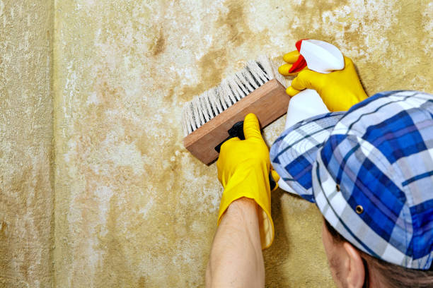 Mold Remediation for Vacation Homes in Passaic, NJ